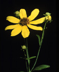 tall coreopsis